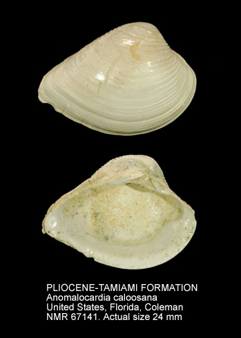 PLIOCENE-TAMIAMI FORMATION Anomalocardia caloosana.jpg - PLIOCENE-TAMIAMI FORMATION Anomalocardia caloosana (Dall,1900)